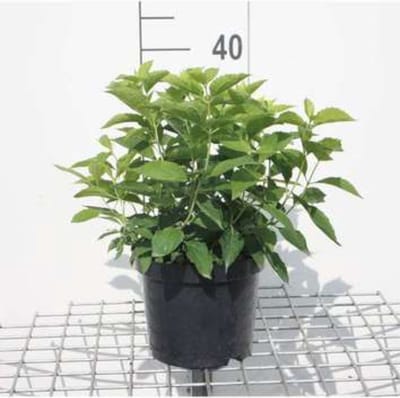 Philadelphus coronarius - Boerenjasmijn 50 - 60 cm in pot