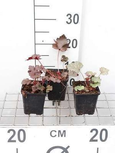 6x Damastbloem - Heuchera hybr. 'Black Beauty' | 9x9 cm pot