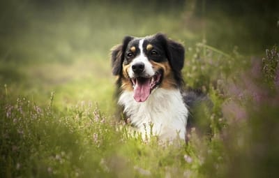 Dieren Puzzel - Legpuzzel Hout - Ontspanning Volwassenen - Australische Herder - 1000 Stukjes - Meerkleurig