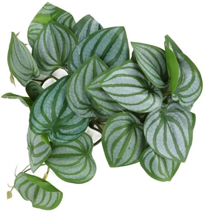 Dailygoods- Aquariumdecoratie Kunstmatige Planten - Terrarium Boomtak - 25x25cm - Kunststof - Met Zuignap - Voor Heremietkreeft Habitat - Terrariumdecoratie