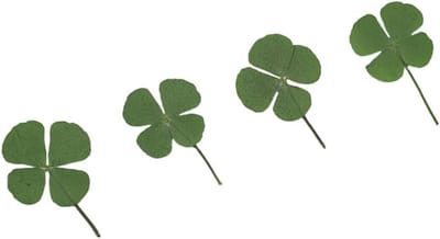 Geperste bloemen - Gedroogde planten - Ambachtelijk knutselen - Natuurlijke decoratie - 12 stuks - Groen