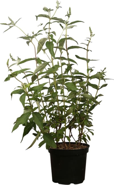 Plants Online - Haagplanten - Heesters - Vlinderstruik 'Empire Blue' - Pot 60-80 cm - set van 10 - Bladverliezend - Bloeiende plant - Geurend - Informele haag - Insectenlokkend