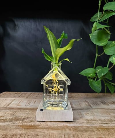 Intenz | Oslo | Glazen huisje met plant op water | Dracena