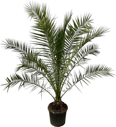 Trendyplants - Phoenix Canariensis - Hoogte 280-320 cm - Dadelpalm - Winterhard - Potmaat Ø40cm
