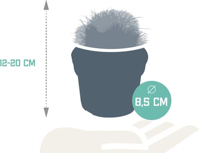 Bolcactus mix 8,5 cm | 3 stuks