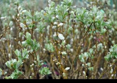 Salix helvetica - Zwitserse Bolwilg, Zwitserse Dwergwilg 60- 80 cm in pot