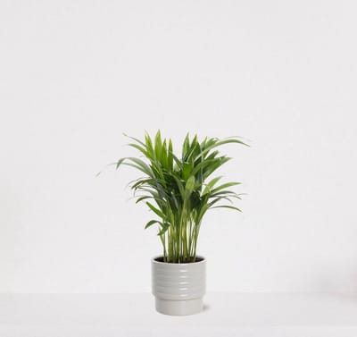 Areca in luxe sierpot Naemi Offwhite – luchtzuiverende kamerplant – eenvoudig te onderhouden Goudpalm - 35-50cm - Ø13 – geleverd met plantenpot – vers uit de kwekerij
