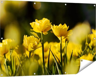 Gards Tuinposter Gele Tulpen - Bloemen - 120x80 cm - Tuindoek - Tuindecoratie - Wanddecoratie buiten - Tuinschilderij