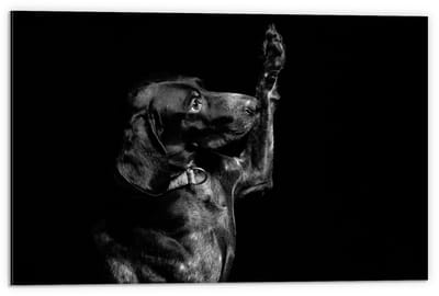 Dibond - Hond die aan Poot likt in Zwart Wit  - 60x40cm Foto op Aluminium (Met Ophangsysteem)
