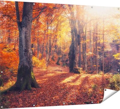 Gards Tuinposter Oranje Herfstbos met Zonneschijn - 160x120 cm - Tuindoek - Tuindecoratie - Wanddecoratie buiten - Tuinschilderij