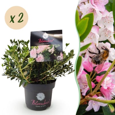 Green boutiQ - Dwerg Rhododendron - Rhododendron Bloombux Light Pink - Bloeiende Buxus - Weinig Onderhoud - Licht Roze Bloem - 2 Planten - Pot 17cm - Hoogte 30-40cm