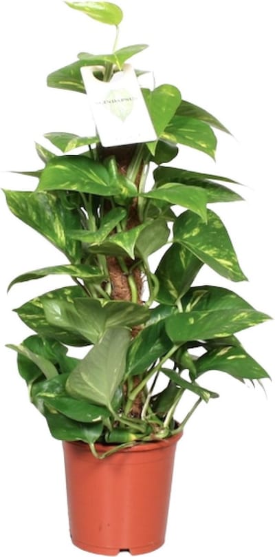 Plantenboetiek.nl | Epipremnum Pinnatum Mosstok Scindapsus - Ø15cm - 50-60cm hoog - Kamerplant - Groenblijvend