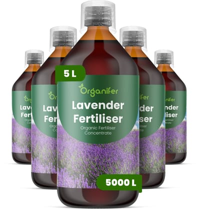 Vloeibare Meststof Voor Lavendel 5X1 L Voor 5000 L - Npk 2-1-8 - Bloeidichtheid - Geurintensiteit - Bloemkwaliteit - Droogtetolerant - Vochtregulatie - Bladkleur - Mediterrane Tuinen - Compacte Groei - Bloemaren - Organifer