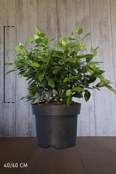 Plants Online - Haagplanten - Heesters - Sneeuwbal - Pot 40-60 cm - set van 10 - Bloeiende plant - Compacte groei - Vruchtdragend - Wintergroen