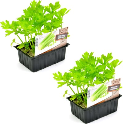 Witte Selder Plantjes – 12 Bleekselderij Planten – Selderij Groenteplanten – Zelf Selder Kweken – Moestuin
