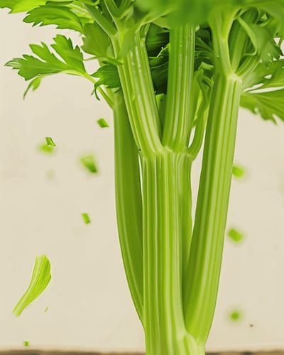 Bleekselderij Zaden Tall Utah 52 70 Organic Apium Graveolens Jaarlijks