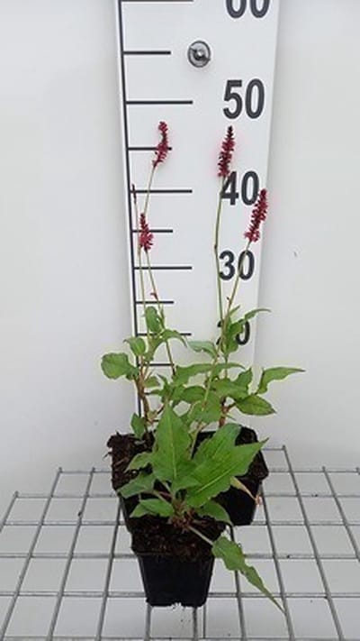 6x Duizenknoop - Persicaria ampl. 'Speciosa' ('firetail') | 9x9 cm pot