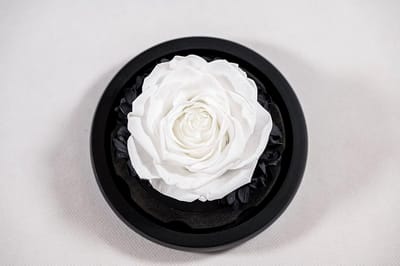 Eeuwige Roos in Glazen Stolp met Luxe Cadeaubox - Langhoudbaar Geschenk voor Liefde