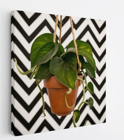 Saammp Canvas Schilderij - Hartvormige Bladplant in Pot - Natuur - Abstract - 20x20 - Foto op canvas - Wanddecoratie - Muurdecoratie Woonkamer - Kantoor Decoratie
