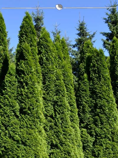 Venijnboom Taxus baccata 30-40 cm in Pot, 10x Haagplant