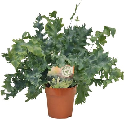Plantenboetiek.nl | Phlebodium Davana - Ø12cm - 25-35cm hoog - Kamerplant - Groenblijvend