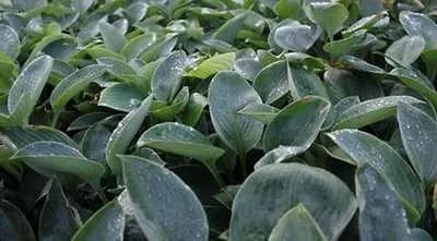 6x Hartlelie - Hosta hybr. 'Blue Mammoth' | 9x9 cm pot