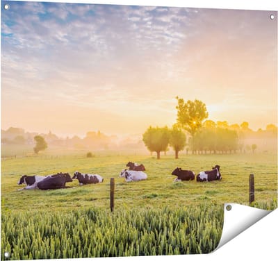 Gards Tuinposter Koeien in de Wei tijdens Zonsopgang - 100x80 cm - Tuindoek - Tuindecoratie - Wanddecoratie buiten - Tuinschilderij