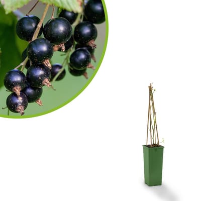 Zwarte Bes – Ribes nigrum – Zelfbestuivende Bessenstruik – Zoetzure Bessen