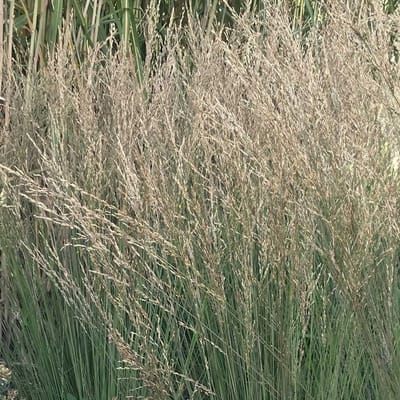 6x Molinia caerulea 'Moorflamme' Pot 9x9cm - Prachtig siergras voor in de tuin