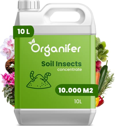 Soil Insects Bodeminsecten Concentraat (10L, 10.000m2) - Insecten Bestrijding - Taxuskever Bestrijden - Toepasbaar bij Spint, Ritnaalden, Bodem - Aardrupsen, Larven van Prachtkevers en Spintkevers en andere schadelijke insecten - Organifer