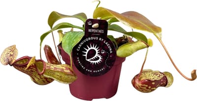 Plantenboetiek.nl | Nepenthes Gaya - Ø12cm - 17cm hoog - Kamerplant - Groenblijvend