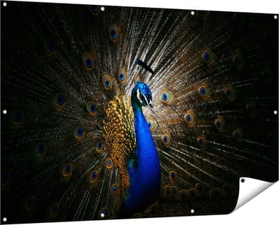 Gards Tuinposter Blauwe Pauw met Grote Veren - 150x100 cm - Tuindoek - Tuindecoratie - Wanddecoratie buiten - Tuinschilderij