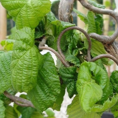 Corylus Avellana 'Contorta' - Krulhazelaar;Kronkelhazelaar 40-60 cm pot