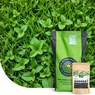 MRS Lemon Lawn - Graszaad Anti-Muggen Gazon - 1 kg voor 40 m² - Geurend gazon met citroenmelisse - Muggenwerend - Veilig voor kinderen en huisdieren