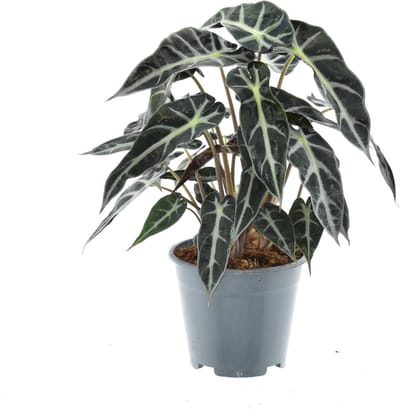 Plantenboetiek.nl | Alocasia Bambino Arrow - Ø14cm - 30-40cm hoog - Kamerplant - Groenblijvend