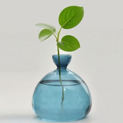 Cosensi - Avocado Boom Groeien Kit - Glas Avocado Vaas - Uniek Ontwerp - Blauw - Hydroponische Planten - Geschikt voor Tuinliefhebbers - Decoratiev...