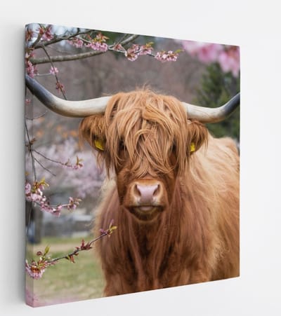 Saammp Canvas Schilderij - Schotse Hooglander Koe in de wei - Landschap - Dieren - Natuur - 20x20 - Foto op canvas - Wanddecoratie - muurdecoratie Woonkamer - Slaapkamer decoratie - Canvas Print