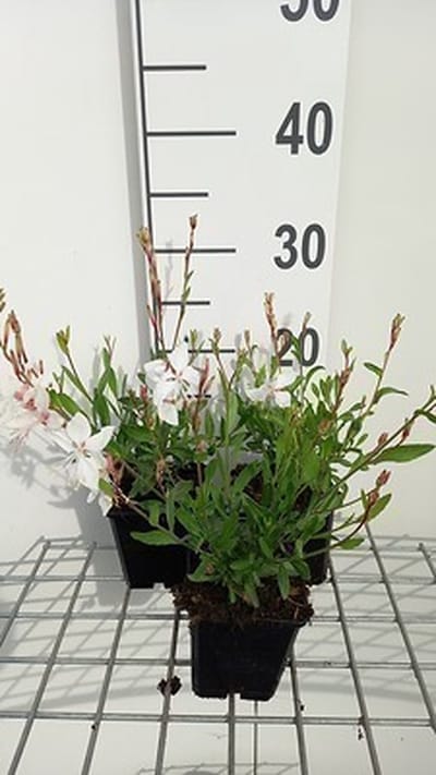 6x Gaura - Gaura lindh. 'White Dove'( oenothera lindh.) | 9x9 cm pot