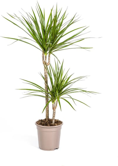 Plantenboetiek.nl | Dracaena Marginata Green - Ø19cm - 70-80cm hoog - Kamerplant - Groenblijvend