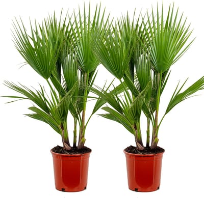 Bloomique - Set van 2 - Washingtonia Robusta - Mexicaanse Waaierpalm - Palmboom Winterhard - Tuinplanten - Hoogte 80-100 cm - Pot 21 cm