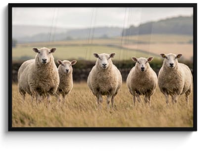 Poster in lijst - Fotolijst 120x80 cm - Posters - Schapen - Weidenlandschap - Heuvels - Posterlijst zwart - Decoratie - Wanddecoratie woonkamer - Muurdecoratie slaapkamer
