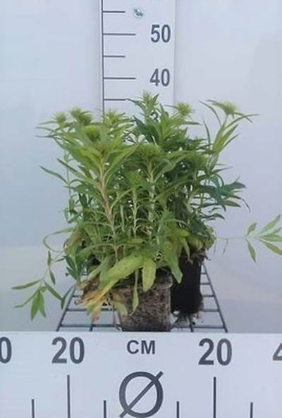6x Grasanjer - Dianthus barb. Indianer Teppich' | 9x9 cm pot