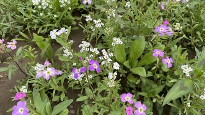 Flower power - Veldbloemenmengsel eenjarig - 100gr. - Advanta
