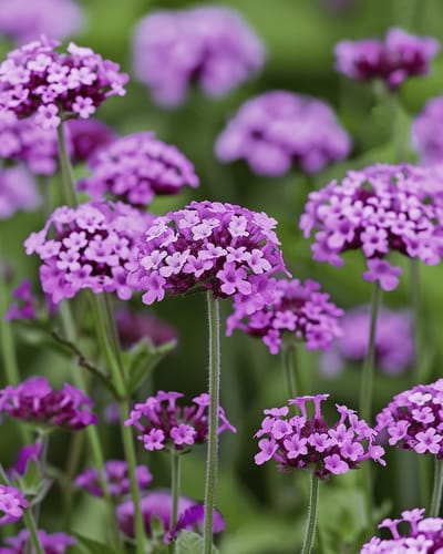 2 sets - Ijzerhard Zaden Vanity Verbena Bonariensis Eenjarig Paarsbloeiend