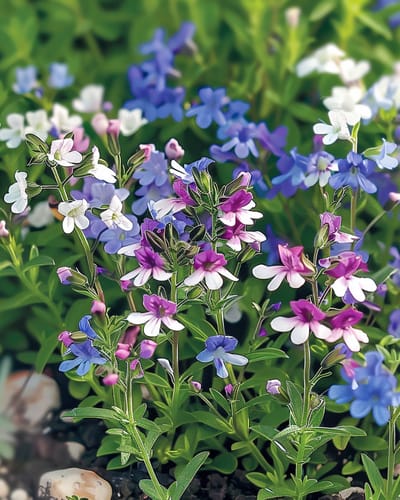2 sets - Lobelia Parelsnoer Zaden Lobelia Erinus Eenjarig Gemengd