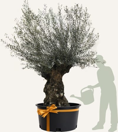 Evergreens - Olijfboom - Olea europaea - 'Bonsai' - 160/180 - Olea Europea - Olijfboom op stam in pot - Winterhard - Groenblijvend - Olijven - Voeding
