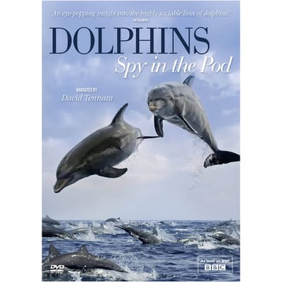 Dolphins Spy in Pod