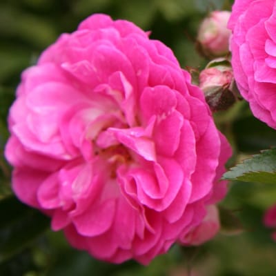 Treurroos - Rosa 'Dorothy Perkins' - Treurroos