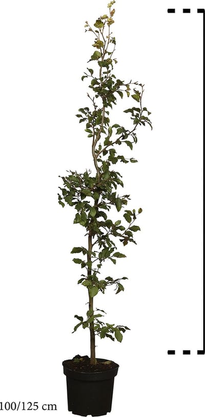 Plants Online - Haagplanten - Heesters - Groene beuk - Pot 100-125 cm - set van 10 - Bladverliezend - Populair bij vogels - Prachtige herfstkleur - Snelle groeier