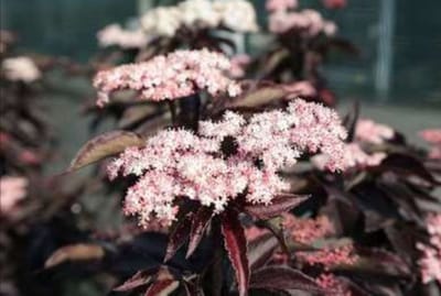 Sambucus nigra 'Black Tower'® ('eiffel01') - Zwarte Vlier 60- 80 cm in pot